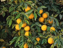 Yuzu Ichandrin Papeda Hybrid Budwood citrus plant material online shopping