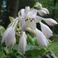 Lakeside Lagoon Hosta Plants online shopping