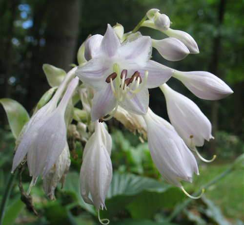 Lakeside Lagoon Hosta Plants online shopping