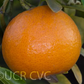 Wilking Mandarin Budwood citrus plant material online shopping