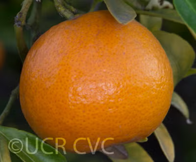 Wilking Mandarin Budwood citrus plant material online shopping