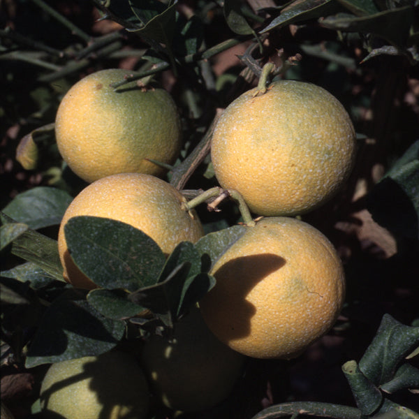 C-35 Citrange Trifoliate Hybrid Budwood citrus plant material online shopping