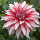 Santa Claus Dahlia