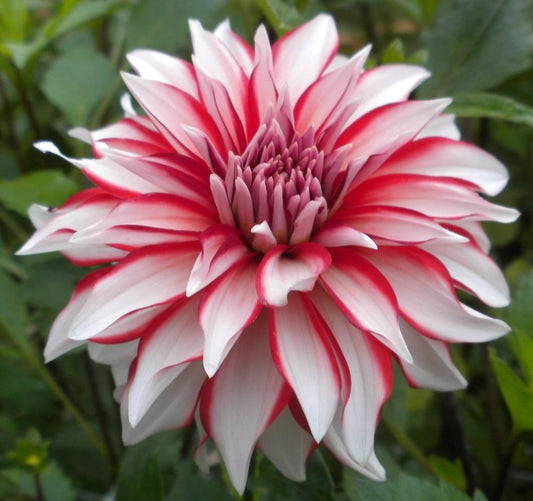 Santa Claus Dahlia