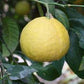 C. Moi Seed citrus plant material online shopping