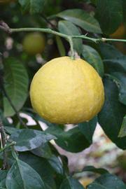 C. Moi Seed citrus plant material online shopping