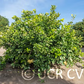 Hirado Buntan Pummelo Budwood citrus plant material online shopping