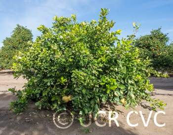 Hirado Buntan Pummelo Budwood citrus plant material online shopping