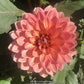 Nicholas Dahlia Plants online shopping