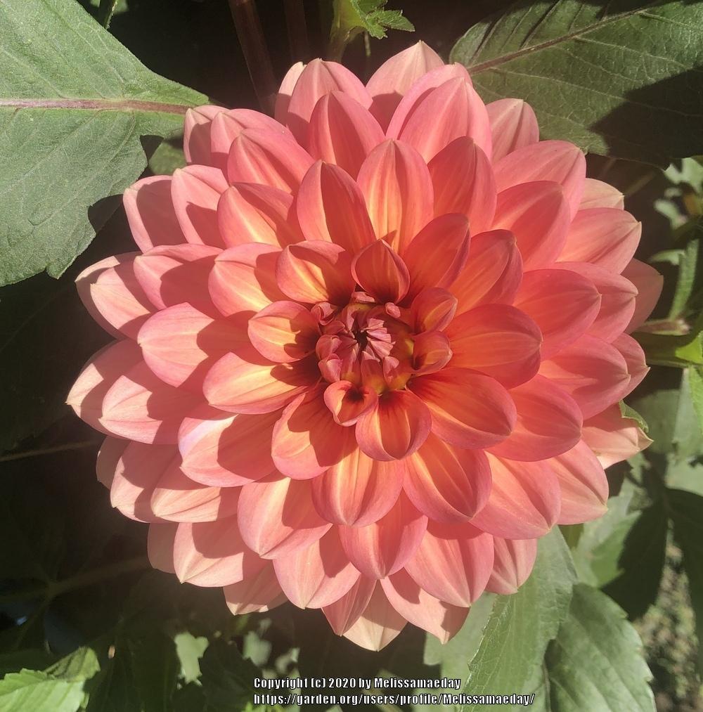 Nicholas Dahlia Plants online shopping