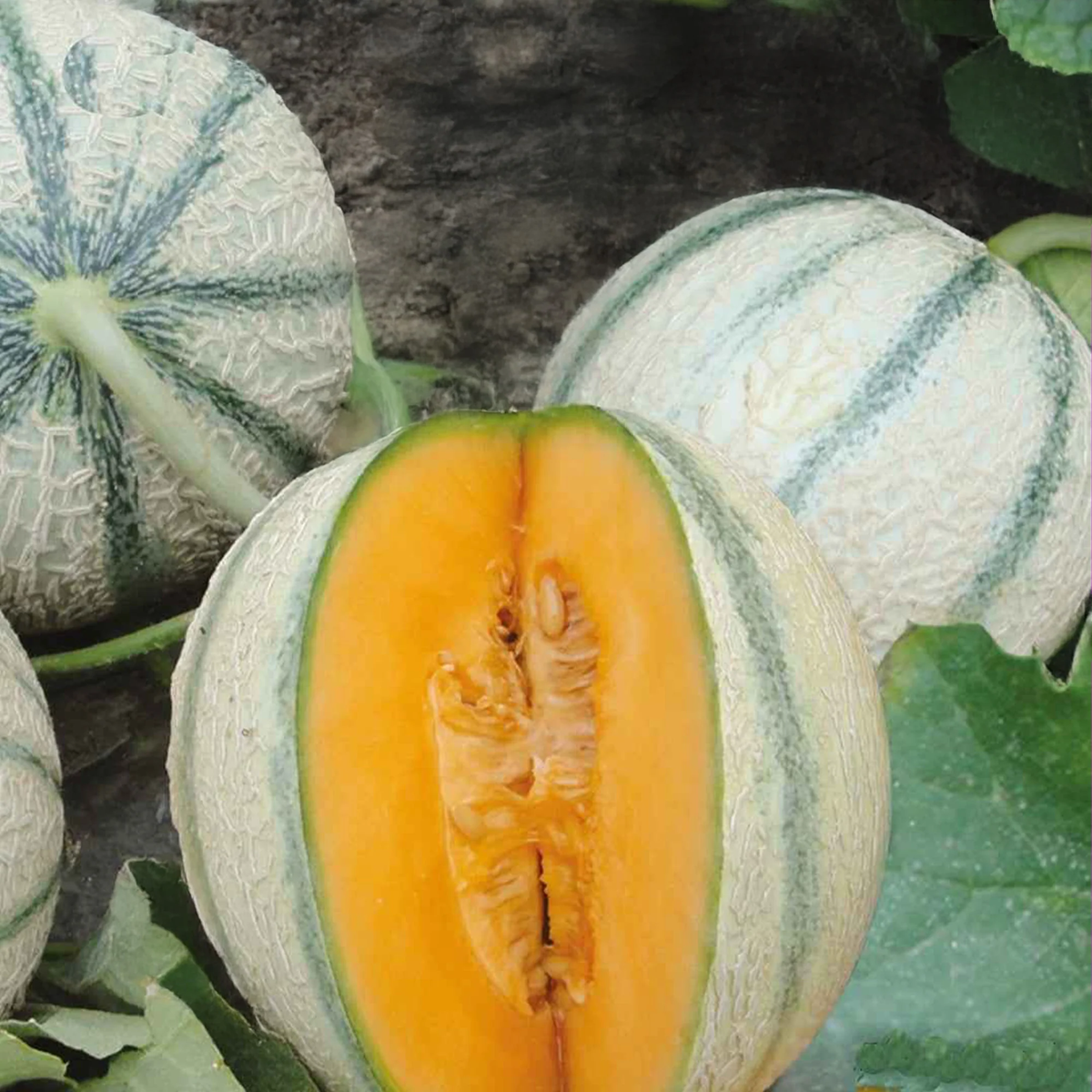 D'Artagnan F1 Melon