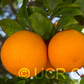 Sue Linda Tangor Mandarin Budwood citrus plant material online shopping