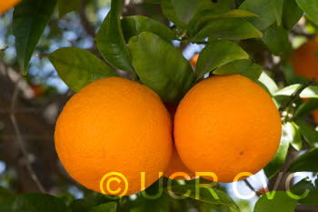 Sue Linda Tangor Mandarin Budwood citrus plant material online shopping