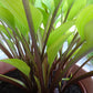 Holar Early Days Hosta Plants online shopping