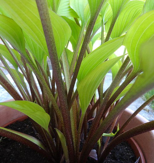Holar Early Days Hosta Plants online shopping