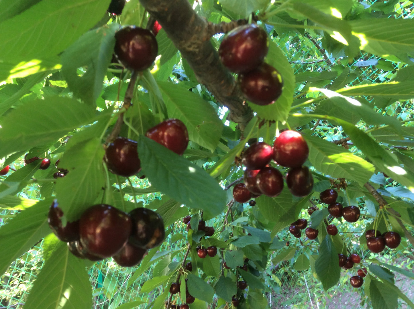 Black Gold™ Sweet Cherry