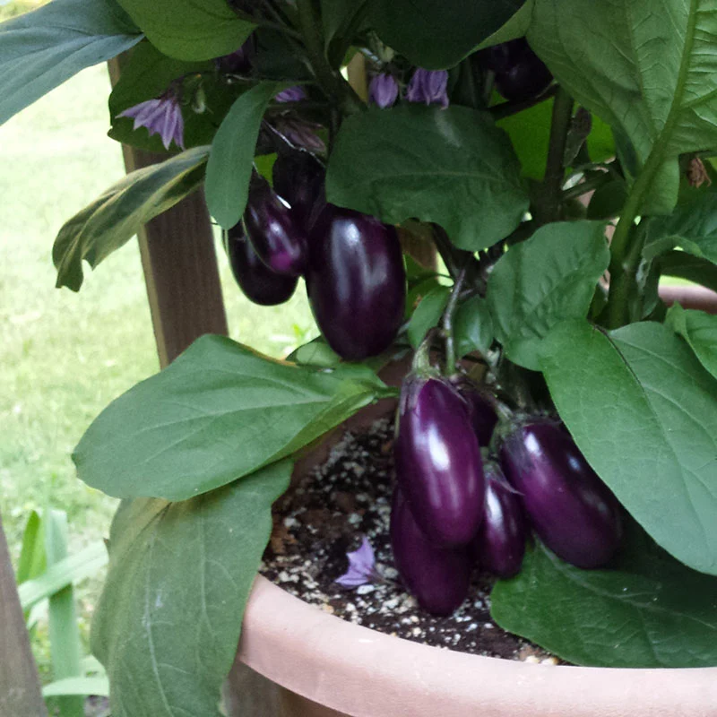 Patio Baby F1 Aubergine