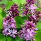 Prairie Petite Lilac