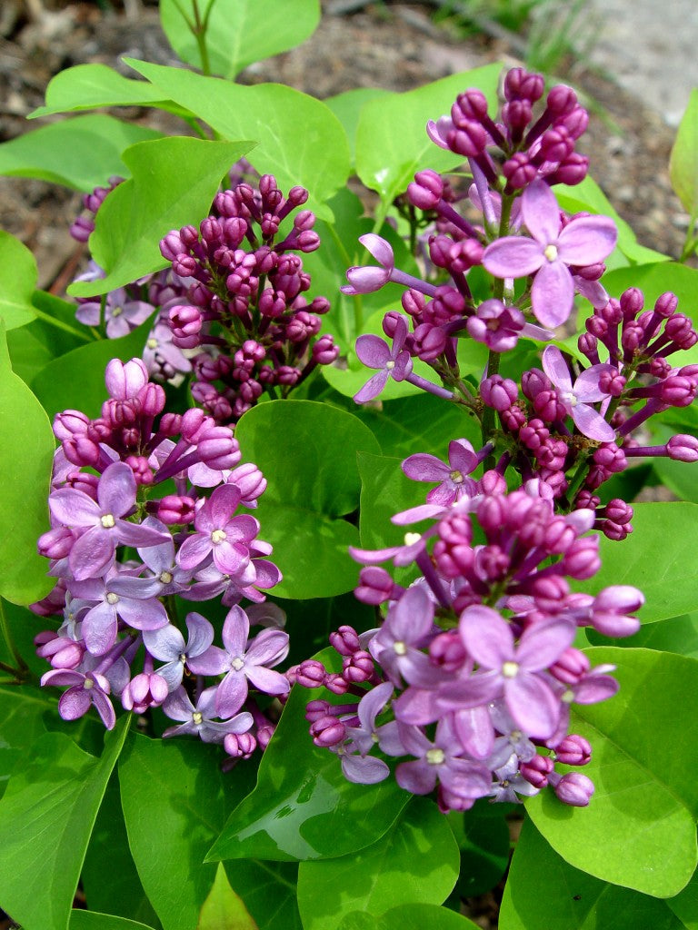 Prairie Petite Lilac
