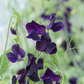 Winter Sunshine Navy Sweet Pea seeds online shopping