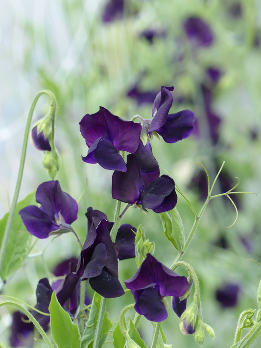 Winter Sunshine Navy Sweet Pea