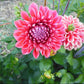 Tempest Dahlia