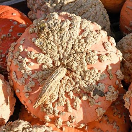 Galeux d'Eysines Pumpkin