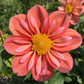 Giggles Dahlia