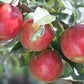 Cortland Heirloom Apple