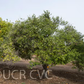 Willowleaf Mediterranean Mandarin Budwood citrus plant material online shopping