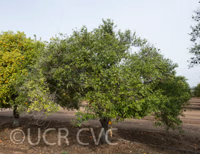 Willowleaf Mediterranean Mandarin Budwood citrus plant material online shopping