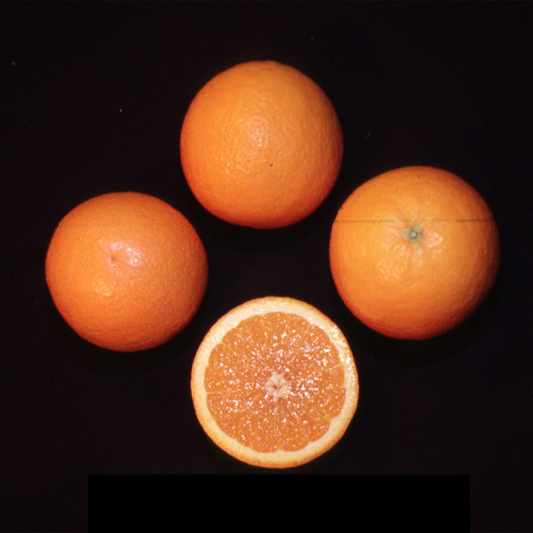 Midknight Valencia Orange Budwood citrus plant material online shopping