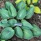 Silver Moon Hosta Plants online shopping