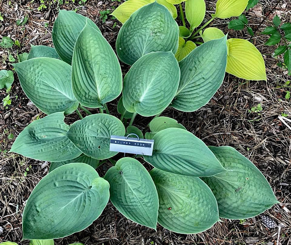 Silver Moon Hosta Plants online shopping