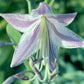 Wild Imagination Hosta Plants online shopping