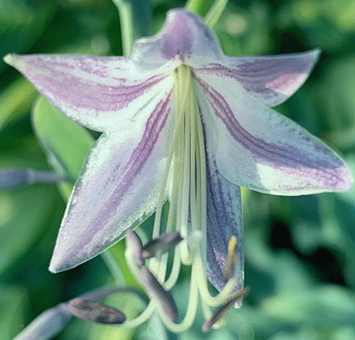 Wild Imagination Hosta Plants online shopping