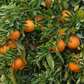Marisol Clementine Budwood citrus plant material online shopping