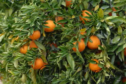Marisol Clementine Budwood citrus plant material online shopping
