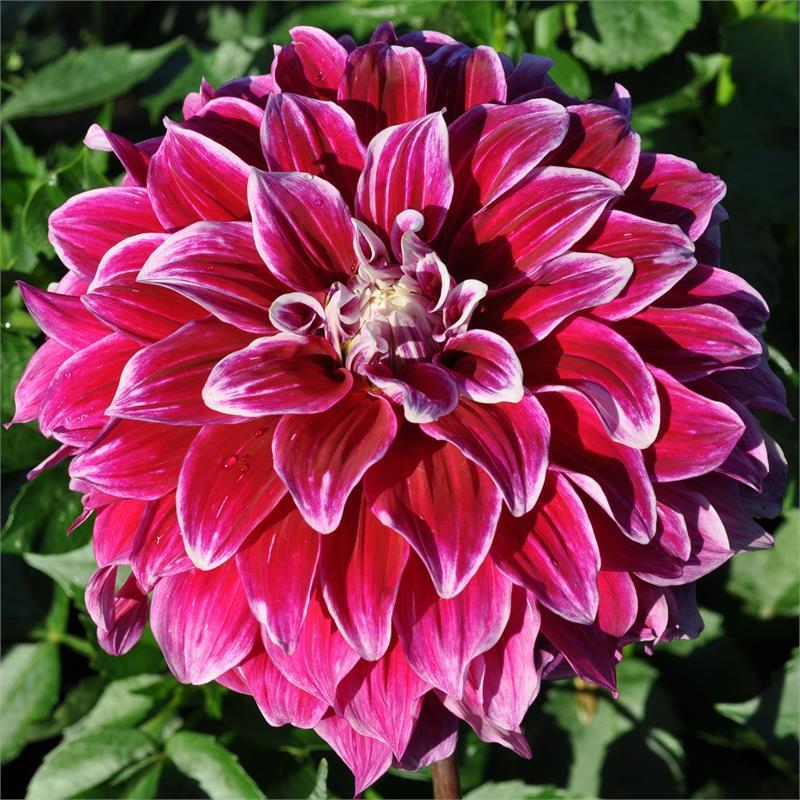 Uncle B Dahlia Plants online shopping