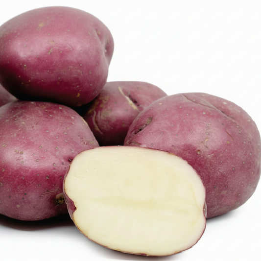 Red Cloud Seed Potato online shopping