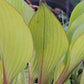 Holar Early Days Hosta Plants online shopping
