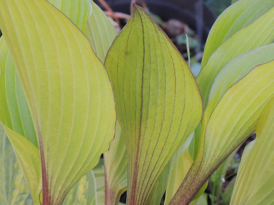 Holar Early Days Hosta Plants online shopping