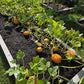 Small Sugar Pumpkin Seeds online shopping