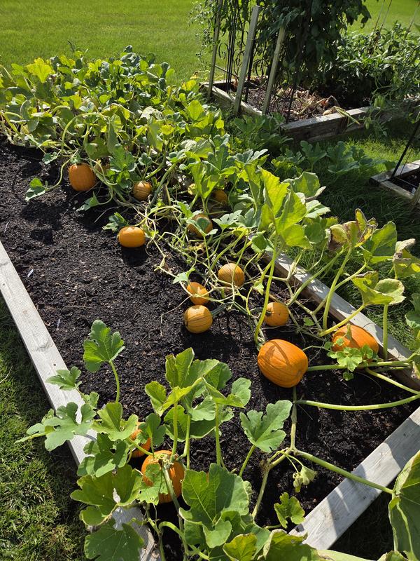 Small Sugar Pumpkin Seeds online shopping