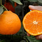 Okitsu Wase Satsuma Mandarin Budwood citrus plant material online shopping
