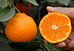 Okitsu Wase Satsuma Mandarin Budwood citrus plant material online shopping