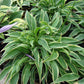 Little Devil Hosta