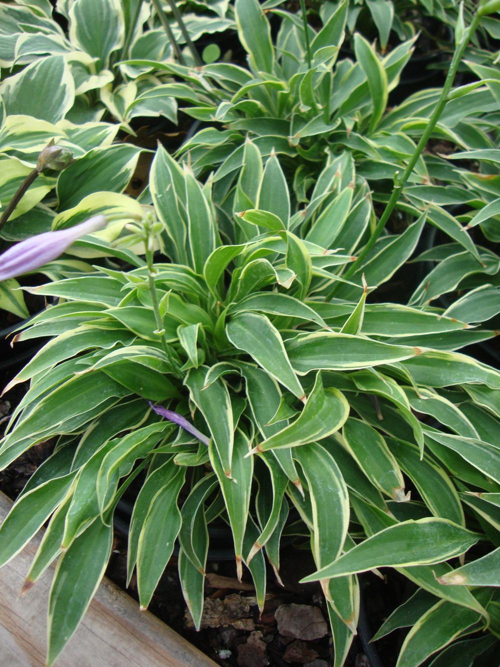 Little Devil Hosta