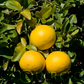 Sacaton Citrumelo Seed citrus plant material online shopping