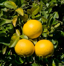 Sacaton Citrumelo Seed citrus plant material online shopping